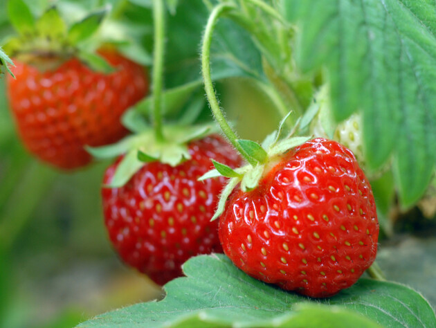 Добавьте это в воду – и соберете щедрый урожай ягод. Огородник назвал самое лучшее органическое удобрение для подкормки клубники