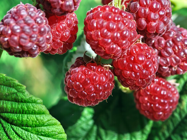 Залейте это кипятком – и ягоды будете собирать ведрами. Огородница рассказала о дешевой, но эффективной подкормке малины и смородины