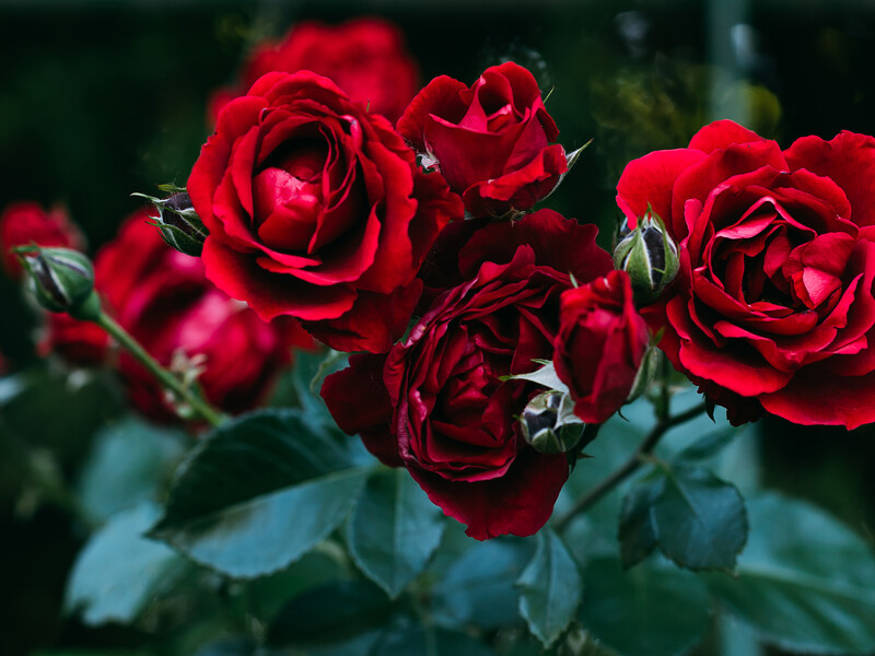 Розы порадуют пышным цветением, если обработать их этим копеечным средством