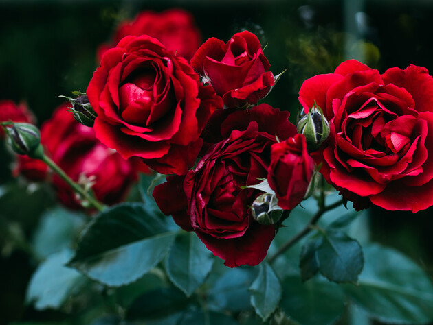 Троянди потішать пишним цвітінням, якщо обробити їх цим копійчаним засобом