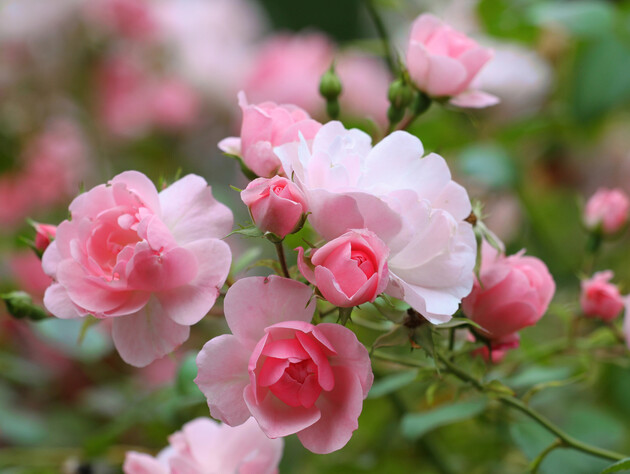 Садоводы назвали худших соседей для роз