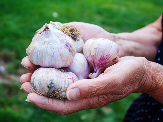 Добавьте в воду этот аптечный препарат – и урожай будет размером с яблоко. Огородники рассказали о секретной подкормке чеснока весной