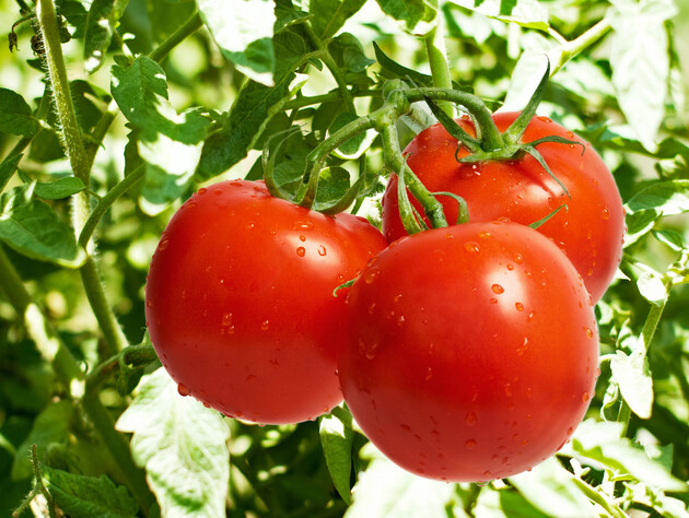 Які добрива необхідні томатам для повноцінного росту