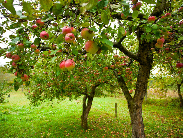 Что делать, если яблоня засохла. Советы опытных садоводов