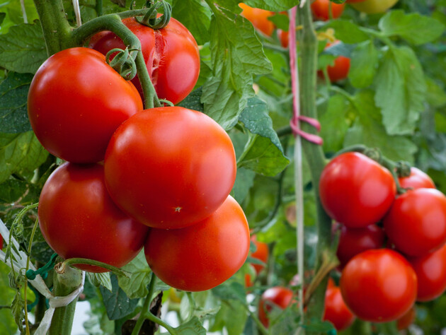 Посадіть цю рослину поруч із помідорами, і шкідники зникнуть. Порада від городників