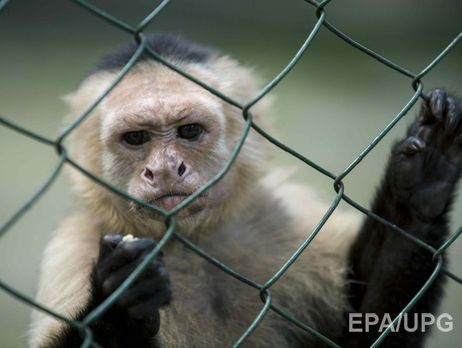 Сумской горсовет хотел купить через ProZorro обезьяну-капуцина и две змеи за 50 тысяч гривен