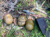 В Киеве в лесу нашли пакет с гранатами и патронами к автомату – полиция