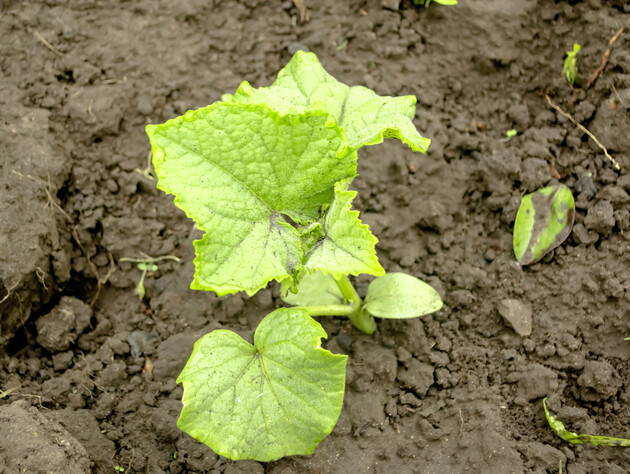 Додайте це в кожну ямку – й огірки 