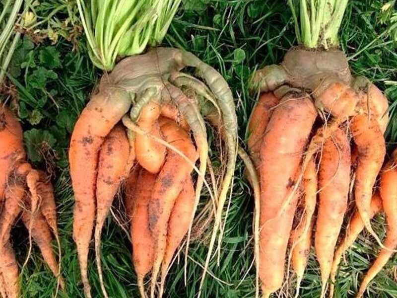 Из-за этого морковь растет кривая и некрасивая. Огородники рассказали, что влияет на качество урожая