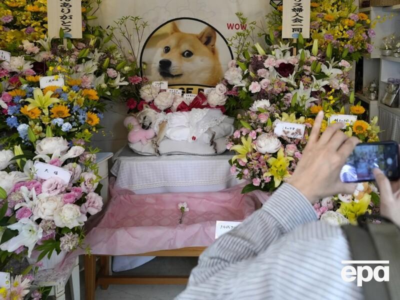 Померла "мемна" собака Кабосу, зображена на криптовалюті Dogecoin