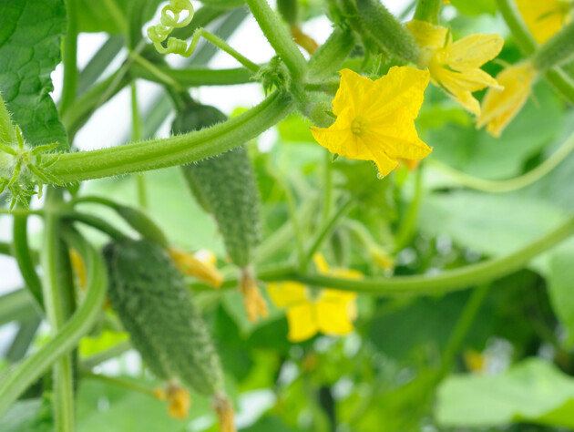 Из-за этого на огурцах появляются пустоцветы. Огородники назвали три причины