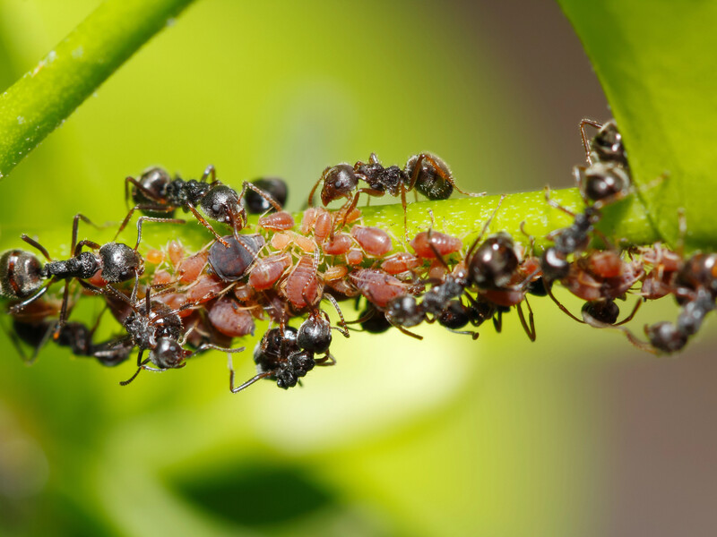 Змішайте цей аптечний препарат із цукром – і мурахи зникнуть із ділянки назавжди