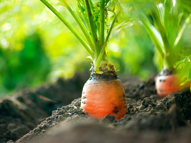 Два підживлення зроблять вашу моркву великою й солодкою: обов'язково внесіть у червні