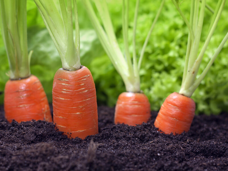 Подкормите этим в июне морковь – и она будет большая и не потрескается