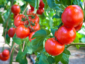 Залейте это уксусом – и плоды будут большие и сладкие. Огородник рассказал, чем в июле подкормить томаты без химии