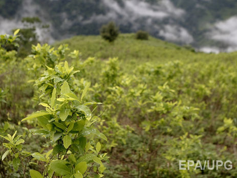 Правительство Колумбии заплатит фермерам по $350 за отказ от коки