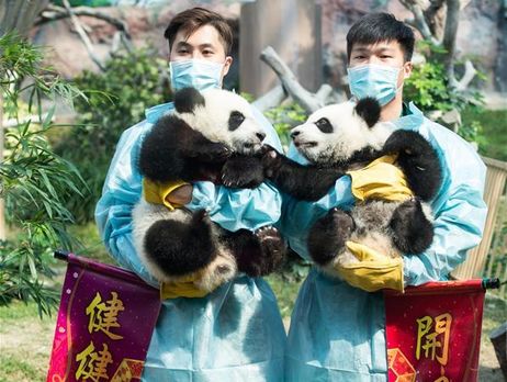 В китайском питомнике показали семимесячных панд-близнецов Цзяньцзяня и Канкана. Фоторепортаж