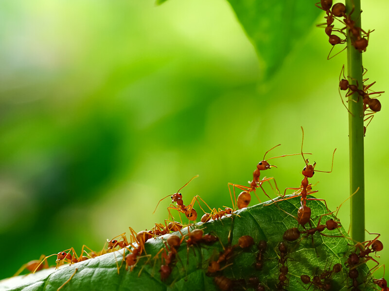 Лише кілька крапель цього аптечного засобу – і мурахи зникнуть із вашої ділянки. Названо препарат, аромат якого комахи не переносять