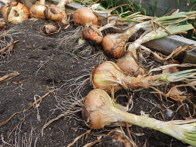 Як заплести цибулю в коси для зберігання, щоб вони не розплелися. Городниця розповіла про перевірений спосіб