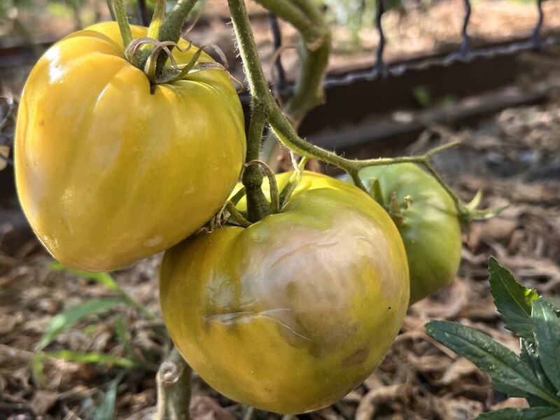 Спасаем помидоры от продолжительной жары. Как легко и быстро избавиться от гнили томатов