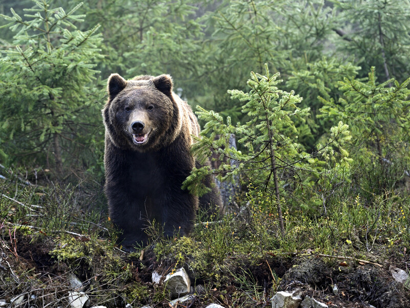 В ГПСУ заявили об опасности встречи с медведями в Карпатах