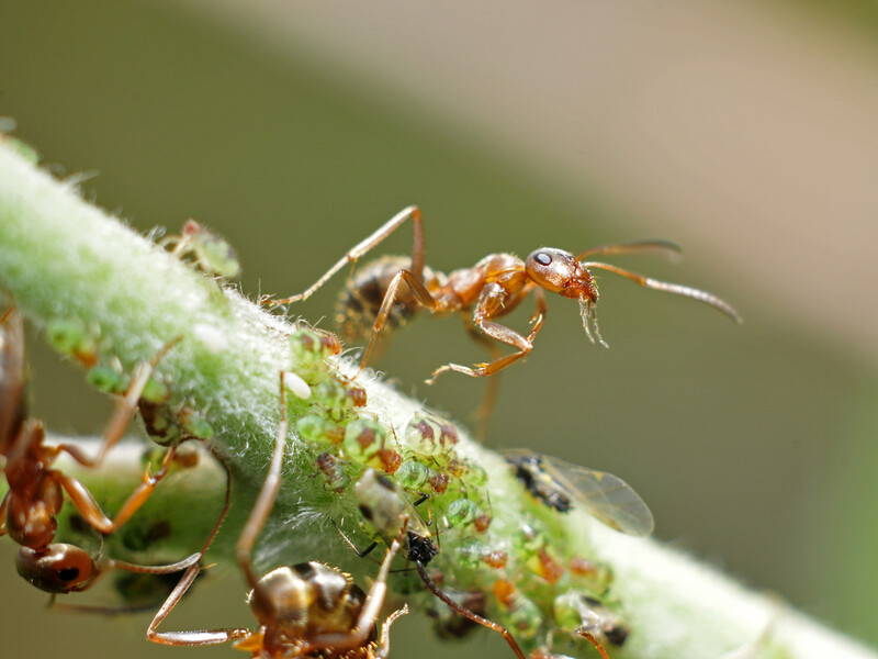 Як позбутися мурах на городі за допомогою кількох крапель доступного засобу. Поради городників