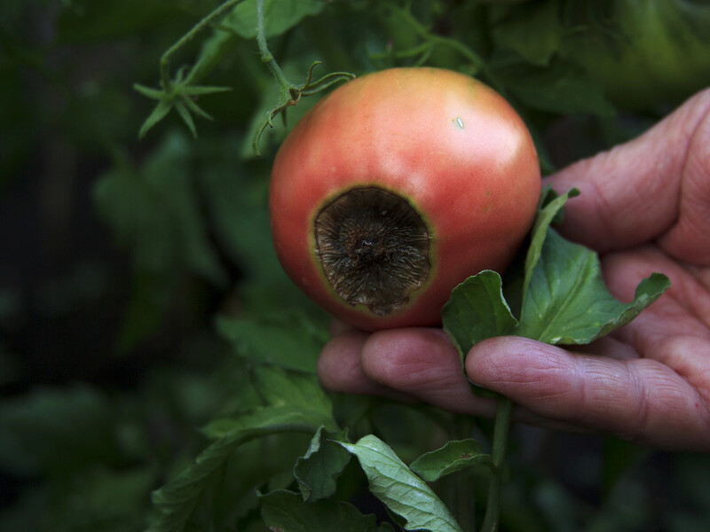 После большой жары на томатах появляется вершинная гниль. Обработайте урожай этим средством – и не будете иметь хлопот
