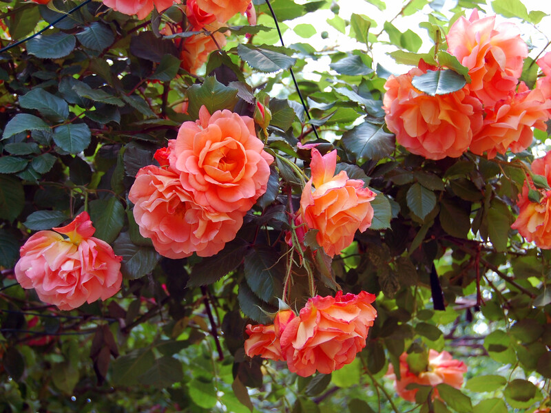 Садівник назвав п'ять найпоширеніших помилок під час вирощування троянд