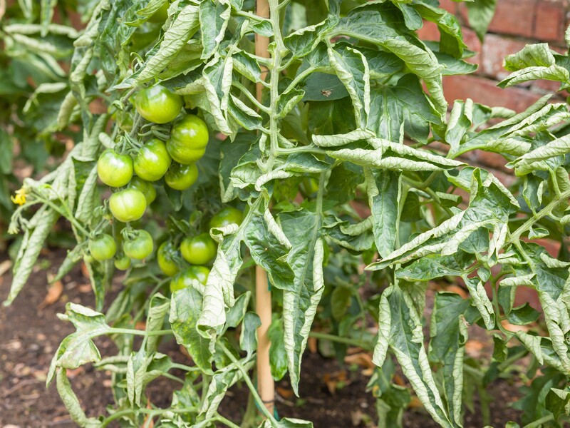 Если листья томатов скрутились, срочно внесите эту подкормку