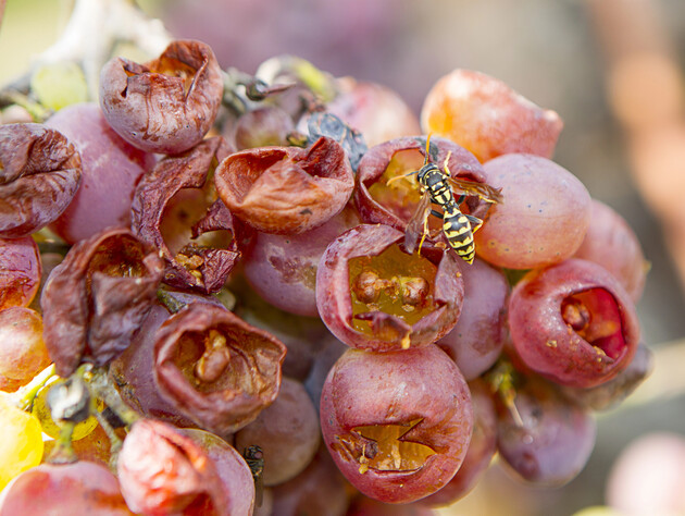 Оси не нашкодять винограду, якщо для приманок використовувати перевірений італійський метод