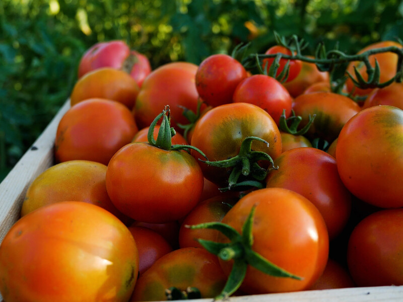 Эти простые действия ускорят дозревание томатов. Три метода от опытного огородника