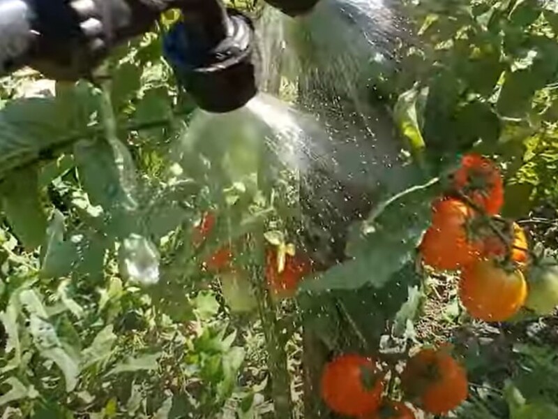 Растворите этот препарат в воде, и вы соберете щедрый урожай. Огородница рассказала, как экстренно защитить томаты и перцы от вершинной гнили
