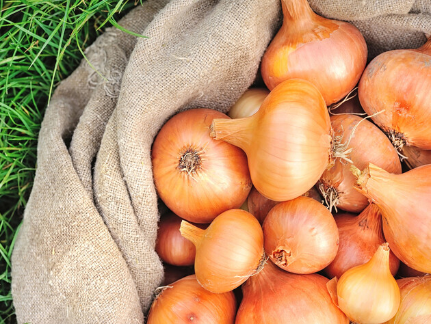 Храним лук так, чтобы его не поразили болезни. Советы на конец сезона