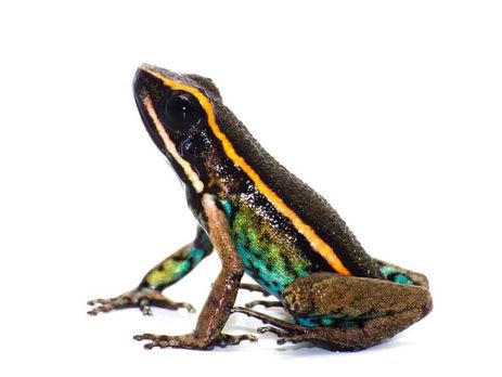 В Перу нашли новый вид ядовитой лягушки