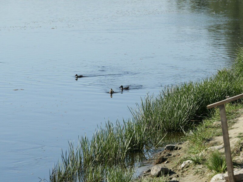 Загрязненная вода из реки Сейм движется по Десне. В Киеве ситуация с качеством воды контролируемая – КГГА