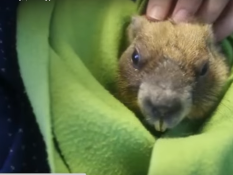 Сурок, традиционно предсказывавший наступление весны в Санкт-Петербурге, умер