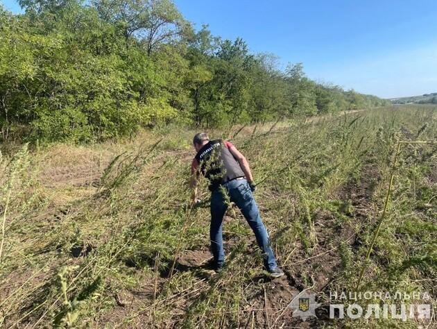 На земле лесного фонда Украины, размером с 10 футбольных полей, выращивали кусты конопли – полиция