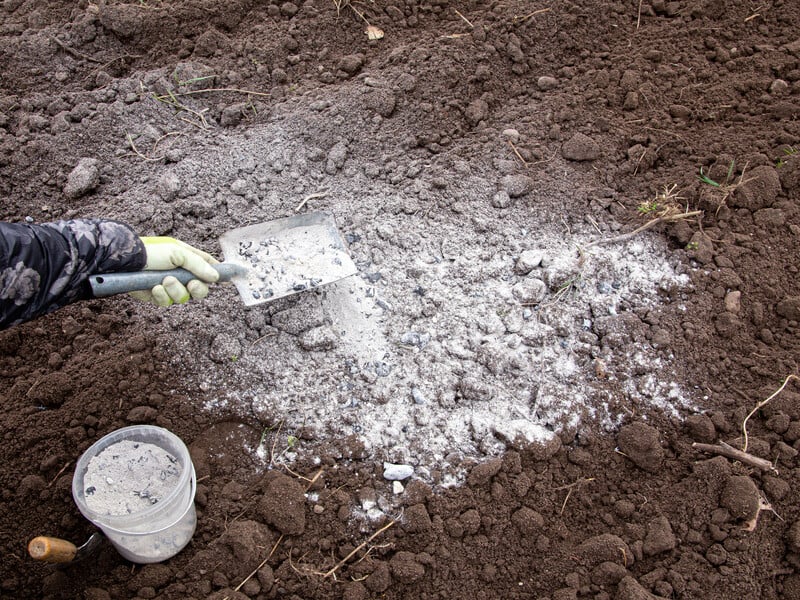 Не викидайте попелу після спалених рослинних решток під ці рослини, якщо не хочете, щоб вони погано розвивалися 