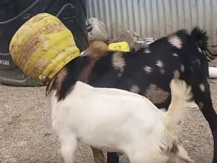 Два козла застряли в одном бидоне. Видео