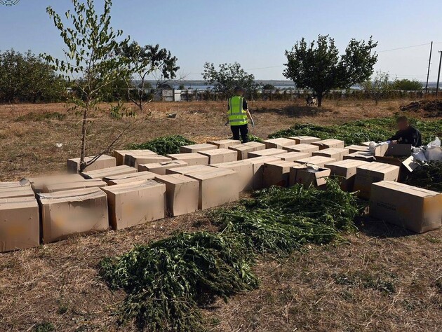 В Запорожской области обнаружили плантацию конопли и сухой каннабис на почти 94 млн грн 
