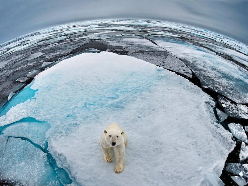 За 50 років популяції диких тварин скоротилися в середньому на 73% – WWF