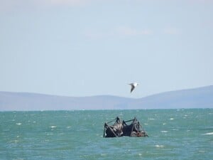 Боны, которыми россияне огородили Крымский мост, плавают вблизи Керчи. СМИ опубликовали фото