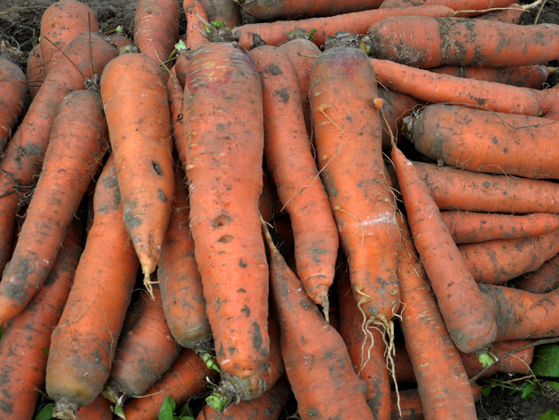 Воспользуйтесь этими советами – и морковь останется вкусной и сочной. Самые распространенные способы хранения
