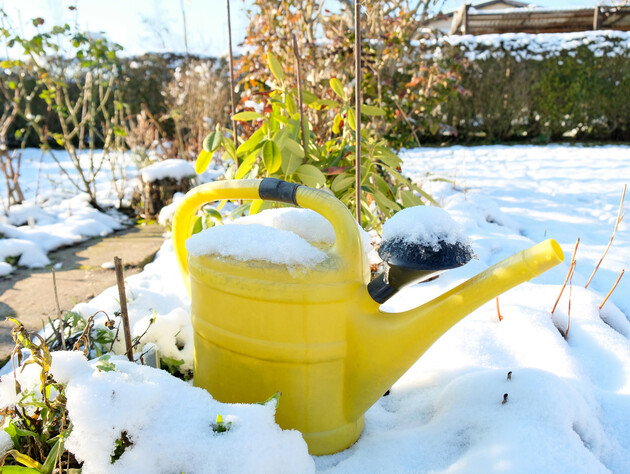 Если не защитите эти деревья от снега, они могут сильно пострадать. Советы огородников