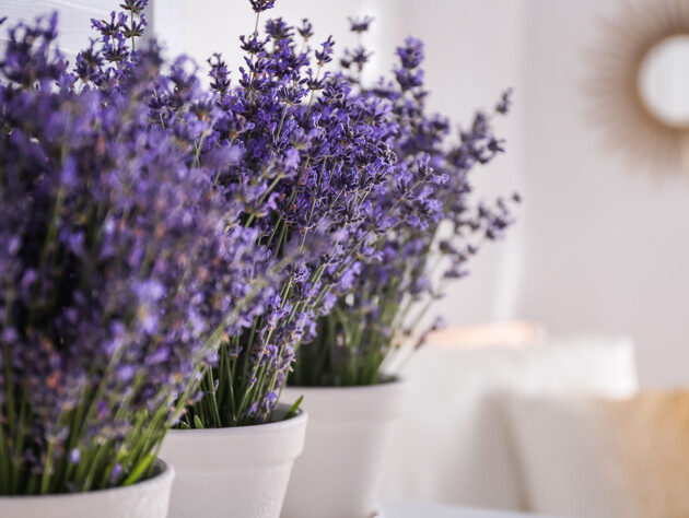 Пять комнатных растений, которые очищают воздух и дарят здоровый сон, – есть ли они в вашей спальне