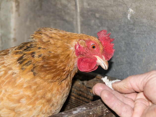 Не панацея. Птицевод рассказал, зачем куриц кормят хлебом, смоченным в водке