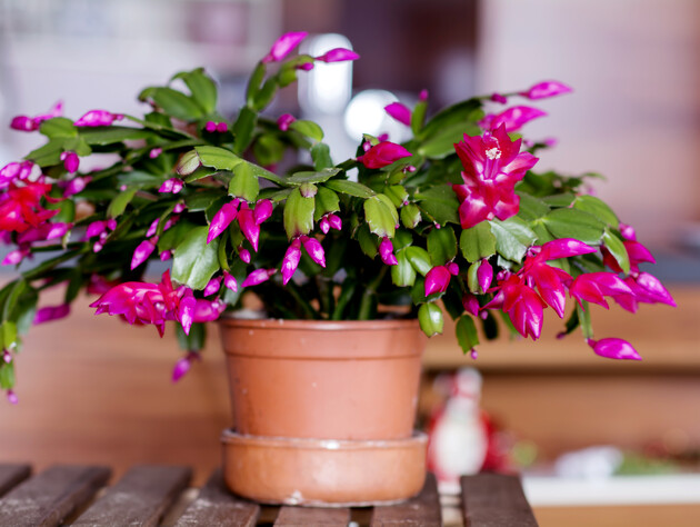 Только в таком помещении рождественский кактус зацветет. Садовник рассказал, что любит этот цветок