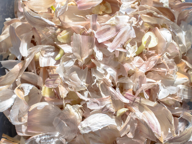 Воспользуйтесь этими советами опытных дачников – и благодаря чесночной шелухе соберете щедрый урожай