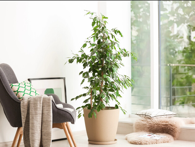 Если фикус сбрасывает листья в теплой комнате – поменяйте это в уходе