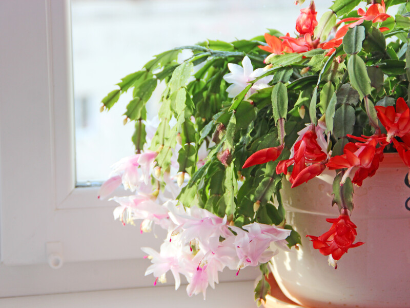 Растворите этот аптечный препарат в кипятке – и декабрист активно зацветет. Рецепт подкормки